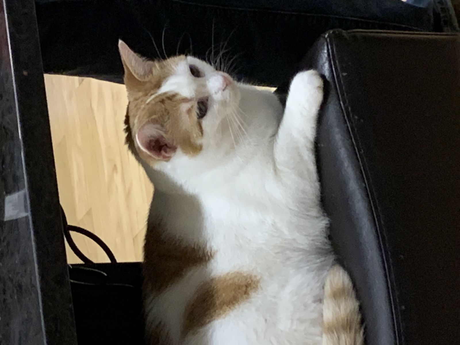 fluffykona10
