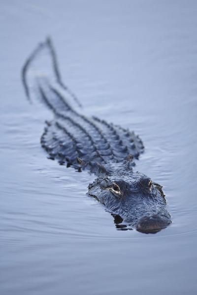 MindOfGator